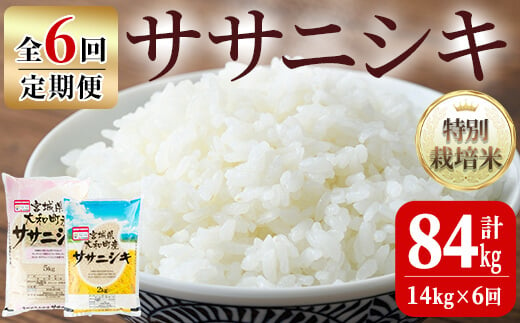 【令和6年産】＜6か月定期便＞特別栽培米 ササニシキ 14kg×6回(合計84kg) お米 おこめ 米 コメ 白米 ご飯 ごはん おにぎり お弁当 頒布会【農事組合法人若木の里】ta253