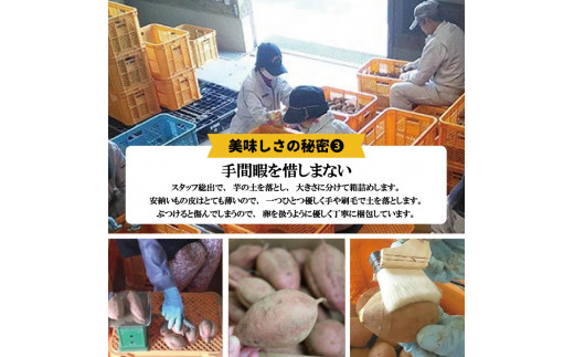 種子島産安納いもと種扇糖のセット　「安納芋(5kg)」「種扇糖(300g×1袋)」【焼き芋 焼芋 やきいも さつまいも さつま芋 さとうきび 砂糖 シュガー 熟成 蜜 しっとり 甘い 安納いも 国産 鹿児島県産 中種子町 送料無料 BA15】