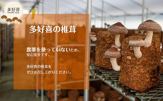 ５５３９　③R6 1月から発送 　掛川産・生椎茸 計1ｋｇ  令和6年1月から順次発送 多好喜(たすき) 静岡 椎茸 しいたけ 