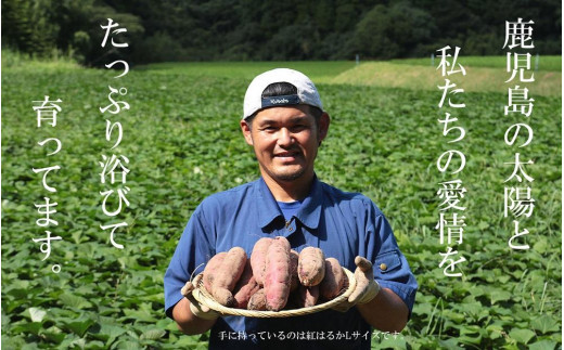 【鹿児島県産】熟成 シルクスイート 5kg (1箱 ) サイズ混合 さつまいも