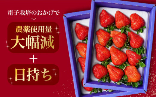 【先行予約】＜1～2月お届け＞大粒！甘～い！！長崎ストロベリー「まぼろしの電子いちご」 化粧箱入り2箱(24玉) 長崎県産 さちのか ゆめのか 長崎県/長崎果匠 [42AABK007]