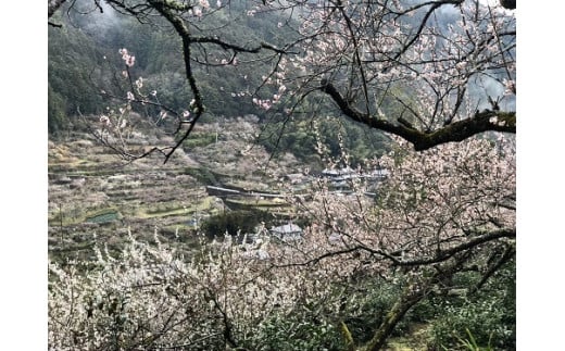 神山ルビィ　利き梅干しセット