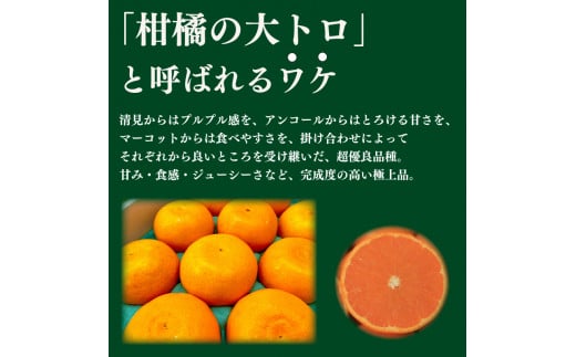 先行予約 訳あり せとか 3kg みかん 蜜柑 果物 フルーツ 柑橘 オレンジ ゼリー ジュース アイス ケーキ デザート スイーツ ジャム 糖度 甘い 不揃い 規格外 ビタミン 美容 健康 送料無料 徳島県 阿波市 半田農園