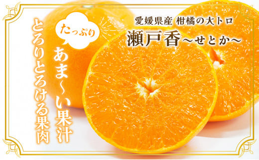 愛媛県産JA正規品 せとか（青秀）3Kg 3L～L（2025年1月～順次発送）【旬 甘い みかん 蜜柑 柑橘 かんきつ 高級 先行予約 愛媛県 農協 JA直送 フルーツ 果物 くだもの スイーツ】[№5310-0024]