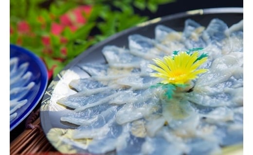 【淡路島3年とらふぐ】活てっさ(2～3人前)