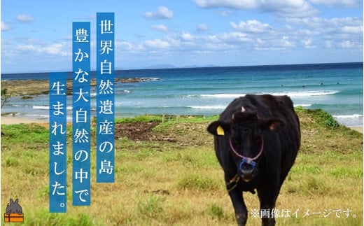 世界自然遺産の島。鹿児島県徳之島の豊かな大自然の中で生まれました。