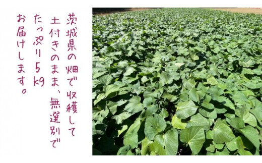 茨城県産 さつまいも 紅はるか 5kg （ 土付き サイズ無選別 ） べにはるか いも 茨城 甘い おいしい 美味しい