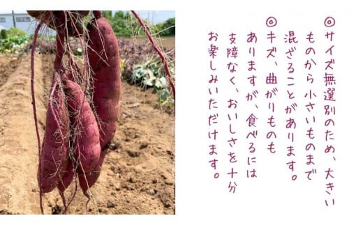 茨城県産 さつまいも 紅はるか 5kg （ 土付き サイズ無選別 ） べにはるか いも 茨城 甘い おいしい 美味しい