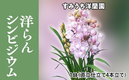 栃木県上三川町産　洋らんシンビジウム1鉢　直立仕立て4本立て
※2023年11月下旬頃より順次発送予定
※北海道・東北地方・長野県・新潟県への配送不可