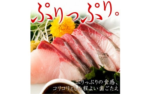 活け〆オリーブぶり１本（一本丸ごと）【予約受付：令和５年12月頃から出荷開始！】【D-511】