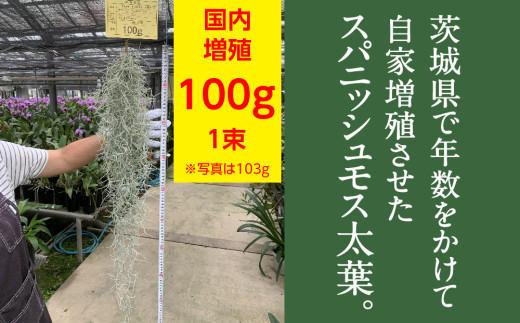 国産スパニッシュモス 太葉 100ｇ 年数をかけて自家増殖させたスパニッシュモス太葉 重100ｇ×1束