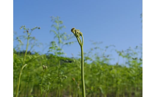 【先行予約・数量限定】採れたて山菜セット　生わらび（1kg×1束）+　季節の山菜2～3品　（R7.5月～）