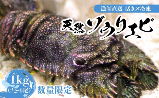 【漁師直送】活き〆冷凍 天然ゾウリエビ1kg（2～6尾） ※数量限定　W005-008u