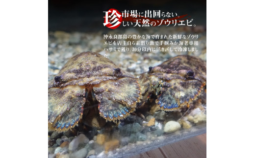 【漁師直送】活き〆冷凍 天然ゾウリエビ1kg（2～6尾） ※数量限定　W005-008u