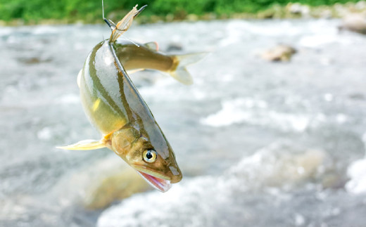 水質日本一常連の清流　高津川　天然あゆ　300g【天然鮎 300g 魚貝類 魚貝類 魚 川魚 アユ 急速冷凍 高鮮度 冷凍】