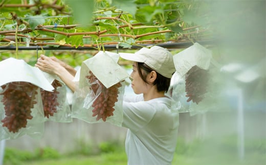 No.398 季節のドライフード7種セット　約70g ／ お菓子 新鮮 香り 埼玉県