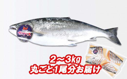 ＜3月31日までの受付＞ 北海道産 サクラマス ひと塩 姿切り身 2kg ～ 3kg まるごと 1尾  北海道 本マス 鱒 マス 魚 鮮魚 活〆 期間限定