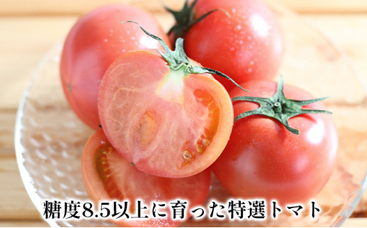 北海道 滝川市 産 訳あり 特選トマト(糖度8.5以上)約4kg＜2024年7月上旬～順次出荷＞｜トマト とまと 規格外 2024年発送 令和6年発送 野菜 やさい 糖度 高糖度 先行受付