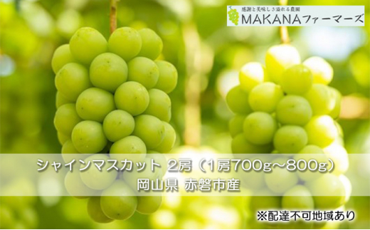 ぶどう 2025年 先行予約 シャイン マスカット 2房 （1房700g～800g） 大粒 種無し ブドウ 葡萄  岡山県 赤磐市産  国産 フルーツ 果物 ギフト MAKANAファーマーズ