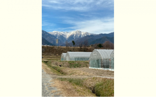 長野県産「山のトマト」4kg箱入り ( 野菜 トマト 大玉トマト 夏野菜 )[№5659-1389]