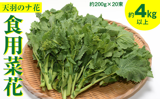 春を呼ぶ「天羽のナ花」（食用菜花）約4kg以上（約200g×20束）