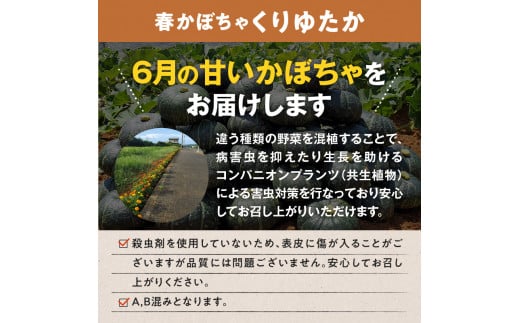 【2025年先行予約】前原さんの特選じゃがいもゴールド8kg＆春かぼちゃ（くりゆたか）2玉　C062-T04