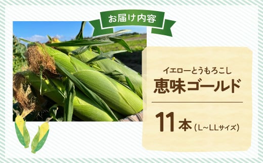 北海道 豊浦 千葉ファーム 朝もぎ とうもろこし 恵味ゴールド 11本 L～LLサイズ 【ふるさと納税 人気 おすすめ ランキング 野菜 その他野菜 とうもろこし トウモロコシ 国産 朝もぎ 大容量 サイズ おいしい 美味しい あまい 新鮮 北海道 豊浦町 送料無料】 TYUY001