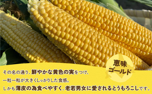 北海道 豊浦 千葉ファーム 朝もぎ とうもろこし 恵味ゴールド 11本 L～LLサイズ 【ふるさと納税 人気 おすすめ ランキング 野菜 その他野菜 とうもろこし トウモロコシ 国産 朝もぎ 大容量 サイズ おいしい 美味しい あまい 新鮮 北海道 豊浦町 送料無料】 TYUY001