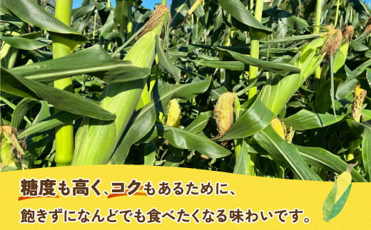 北海道 豊浦 千葉ファーム 朝もぎ とうもろこし 恵味ゴールド 11本 L～LLサイズ 【ふるさと納税 人気 おすすめ ランキング 野菜 その他野菜 とうもろこし トウモロコシ 国産 朝もぎ 大容量 サイズ おいしい 美味しい あまい 新鮮 北海道 豊浦町 送料無料】 TYUY001