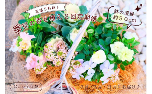 季節の寄せ植え 3回定期便 かわいい 寄せ植え 季節 彩 ガーデニング 栽培 園芸 花苗3株以上 鉢直径約30cm バスケット 玄関 花飾り プレゼント ギフト 鉢花 花苗 季節の寄せ植え ベランダ お花 フラワーギフト お祝い お礼 おしゃれ モダン