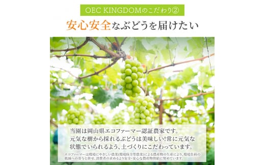 ぶどう 2025年 先行予約 ［ご家庭用］ シャイン マスカット3～5房（合計2kg以上） ブドウ 葡萄  岡山県産 国産 フルーツ 果物 OEC KINGDOM ぶどう家