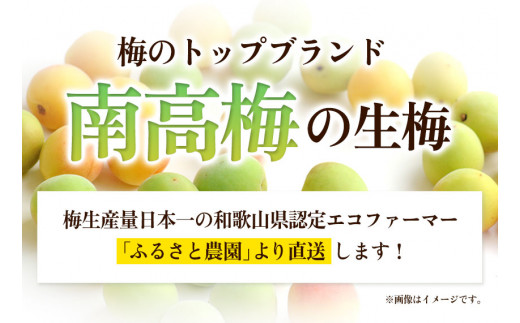 和歌山県産 熟成南高梅 10kg(4Lサイズ) うめ 梅干 梅酒 ふるさと農園《6月上旬-6月中旬頃出荷》 和歌山県 日高町