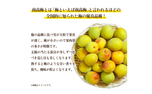 和歌山県産 熟成南高梅 10kg(4Lサイズ) うめ 梅干 梅酒 ふるさと農園《6月上旬-6月中旬頃出荷》 和歌山県 日高町