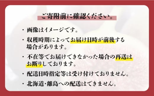 【2025年9～10月頃発送】福岡県オリジナル品種  とよみつひめ 約1.2kg＜一般社団法人地域商社ふるさぽ＞那珂川市 [GBX026]