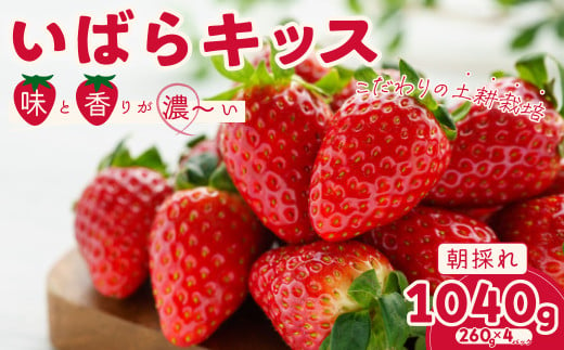 こだわりの土耕栽培で育てた味と香りが濃い苺「いばらキッス」を朝採れの新鮮なままお届け