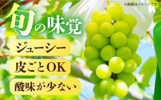 【申込は9月1日まで】糖度18度以上！長崎県産シャインマスカット 1.2kg 種無し 長崎県/長崎果匠[42AABK010]甘い ぶどう マスカット 季節限定 先行予約 しゃいんますかっと 果実 しゃいんますかっと 産地直送 フルーツ ますかっと 冷蔵 旬 贈答 ギフト 贈り物 プレゼント