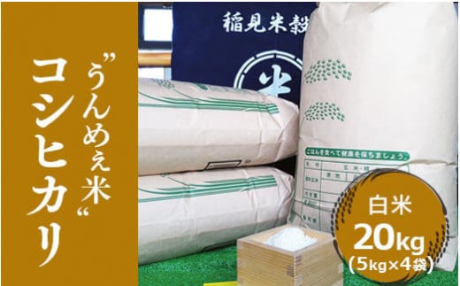 [令和6年度産] 栃木県上三川町産コシヒカリ・白米20kg（5kg×4袋）◇ | 国産 栃木県産 コシヒカリ 米 お米 単一原料米 精米 白米 栃木米 とちぎ米 産地直送 送料無料　※離島への配送不可