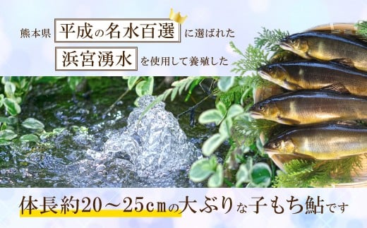 産卵直前の卵たっぷりの冷凍子持鮎  約800g （7～10尾）