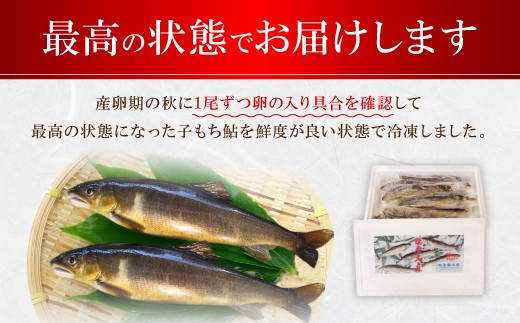 産卵直前の卵たっぷりの冷凍子持鮎  約800g （7～10尾）