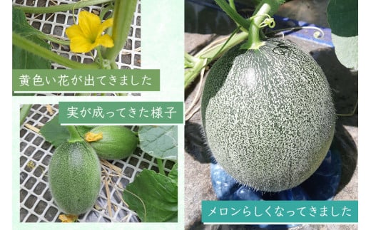 タカミ メロン (約1.6kg×2玉)｜青森 津軽 つがる産 めろん 特産 ジューシー 糖度 フルーツ 果物 ギフト 産直 青肉メロン [0634]