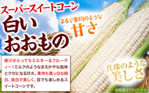 朝採れ直送！ とうもろこし 白いおおもの 甘い 約5kg 13本入り 2Lサイズ 七戸宏大《8月上旬-8月中旬頃出荷》岩手県 九戸村 ホワイトコーン 白いとうもろこし おおもの 5kg スイートコーン