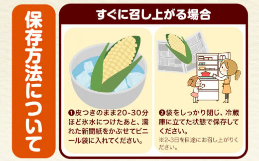 朝採れ直送！ とうもろこし 白いおおもの 甘い 約5kg 13本入り 2Lサイズ 七戸宏大《8月上旬-8月中旬頃出荷》岩手県 九戸村 ホワイトコーン 白いとうもろこし おおもの 5kg スイートコーン