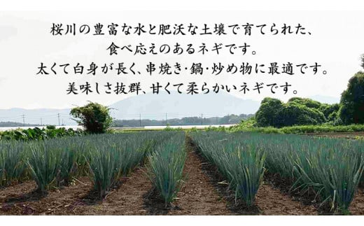 【2024年12月上旬発送開始】桜川市産 長ねぎ 約3kg ねぎ ネギ 野菜 鍋 [EH001sa]