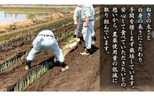 【2024年12月上旬発送開始】桜川市産 長ねぎ 約3kg ねぎ ネギ 野菜 鍋 [EH001sa]