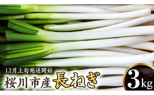 【2024年12月上旬発送開始】桜川市産 長ねぎ 約3kg ねぎ ネギ 野菜 鍋 [EH001sa]