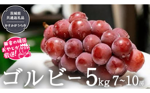 ゴルビー 5kg (7～10房) 【令和6年9月より発送開始】（茨城県共通返礼品：かすみがうら市産） ぶどう ブドウ 葡萄 果物 フルーツ 茨城県産