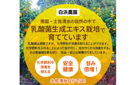 【先行予約】＜訳あり＞ぽんかん   5kg 高糖度 みかん 柑橘 高知 土佐清水 甘い ジューシー 完熟 フルーツ 果物 　ポンカン　ビタミンC 旬 M～2Lサイズ 減農薬 産直 季節限定 家庭用 自宅用【R00891】