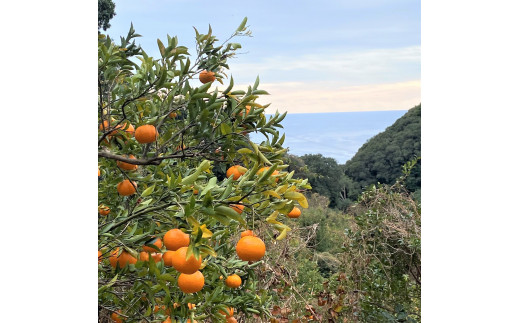 【先行予約】＜訳あり＞ぽんかん   5kg 高糖度 みかん 柑橘 高知 土佐清水 甘い ジューシー 完熟 フルーツ 果物 　ポンカン　ビタミンC 旬 M～2Lサイズ 減農薬 産直 季節限定 家庭用 自宅用【R00891】