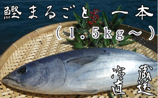 本場高知のカツオ まるごと１本（1.5kg～）※着日指定不可※鮮魚 鰹のたたき 刺身 お造り 煮魚 直送便【R00832】