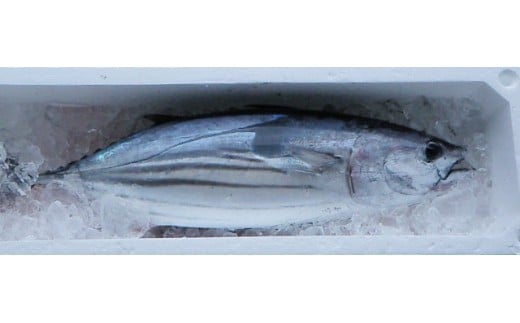 本場高知のカツオ まるごと１本（1.5kg～）※着日指定不可※鮮魚 鰹のたたき 刺身 お造り 煮魚 直送便【R00832】